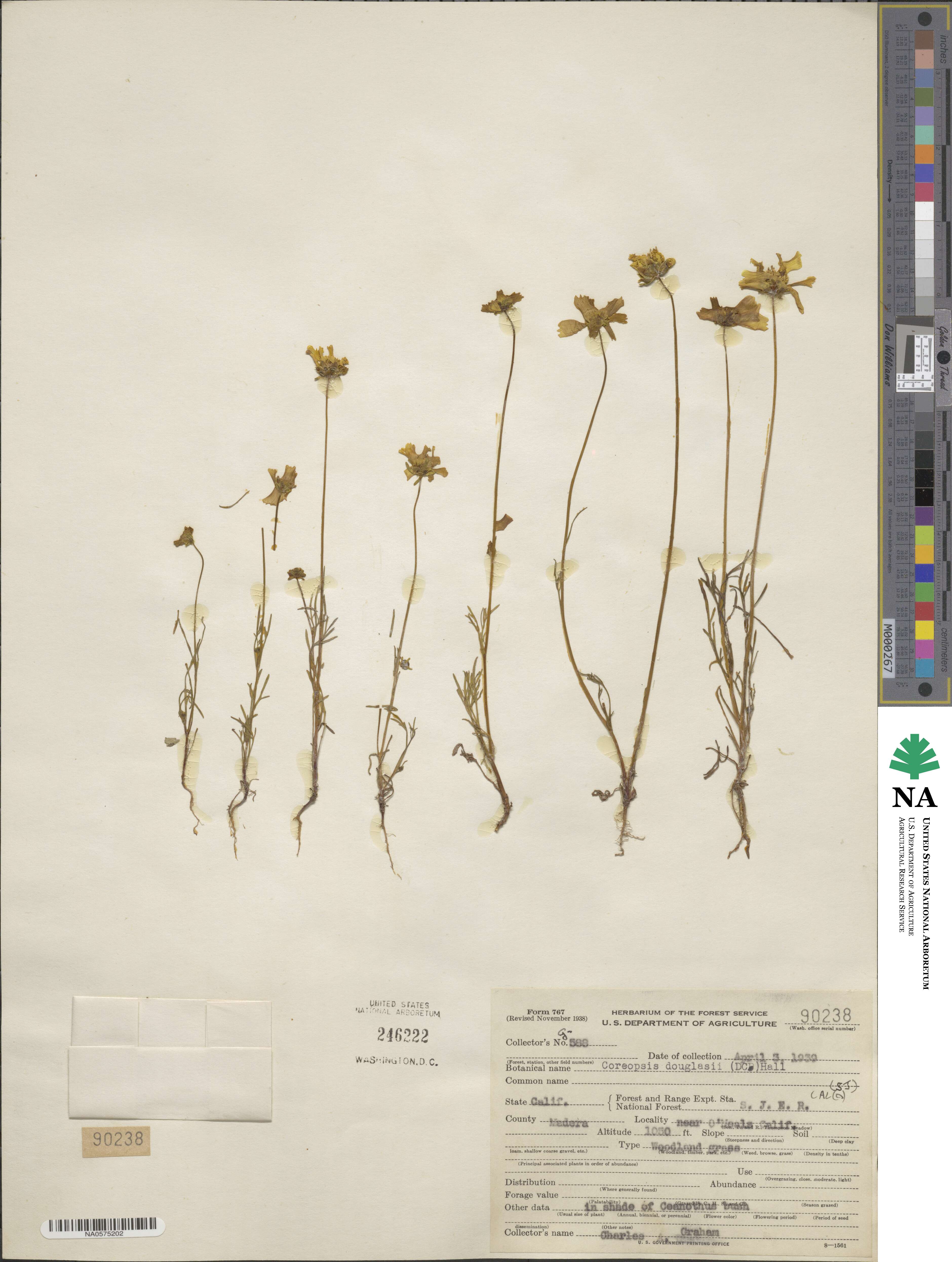 Coreopsis douglasii image