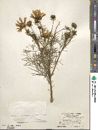 Coreopsis gigantea image