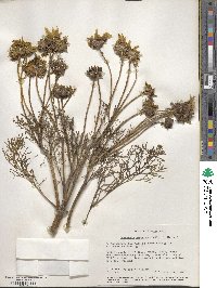 Coreopsis gigantea image