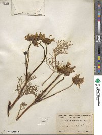 Coreopsis gigantea image