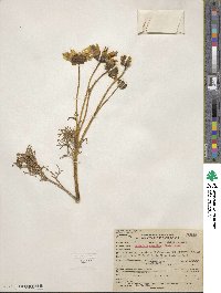 Coreopsis gigantea image