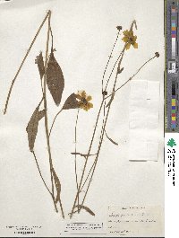 Coreopsis gladiata image