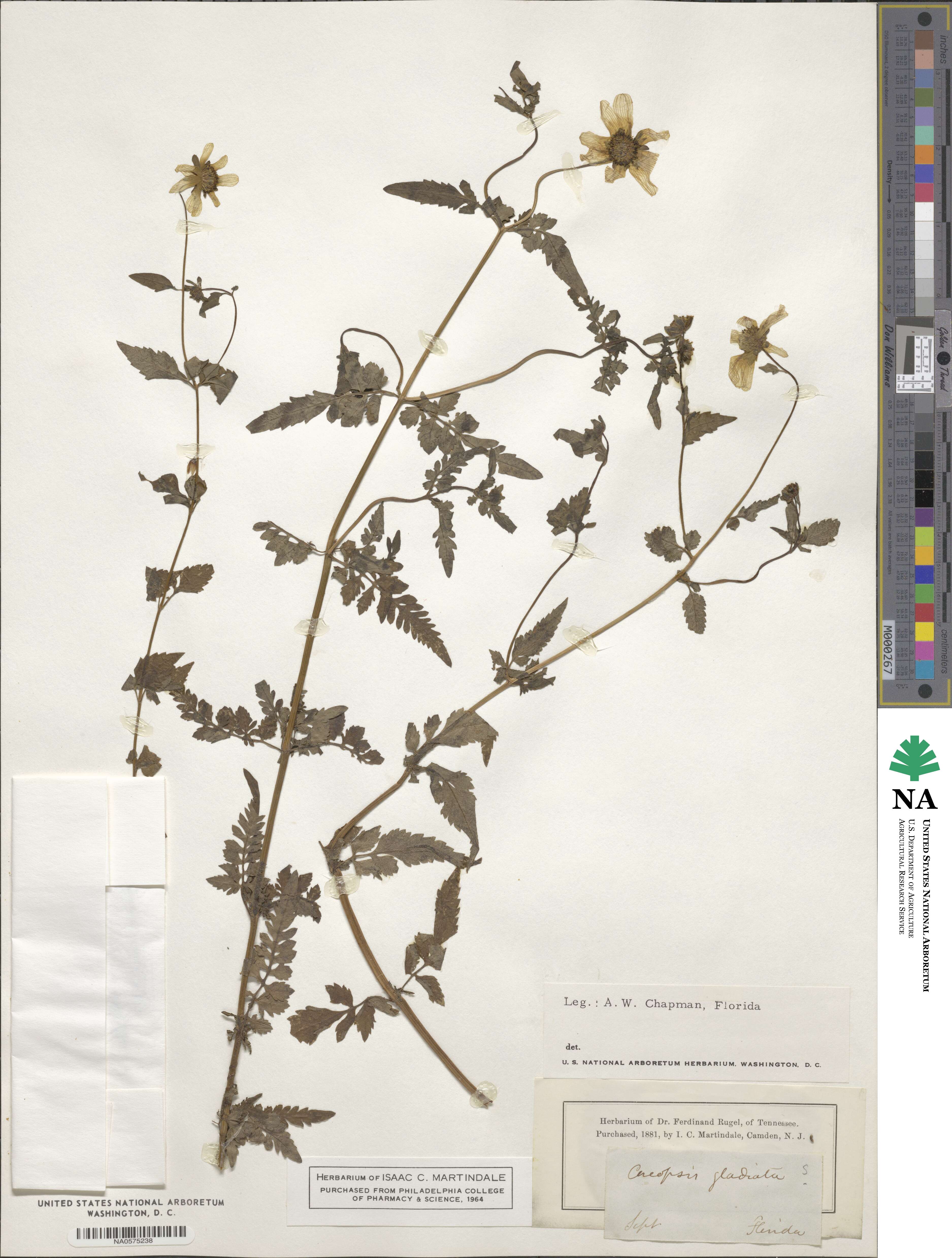 Coreopsis gladiata image