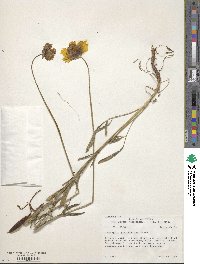 Image of Coreopsis grandiflora