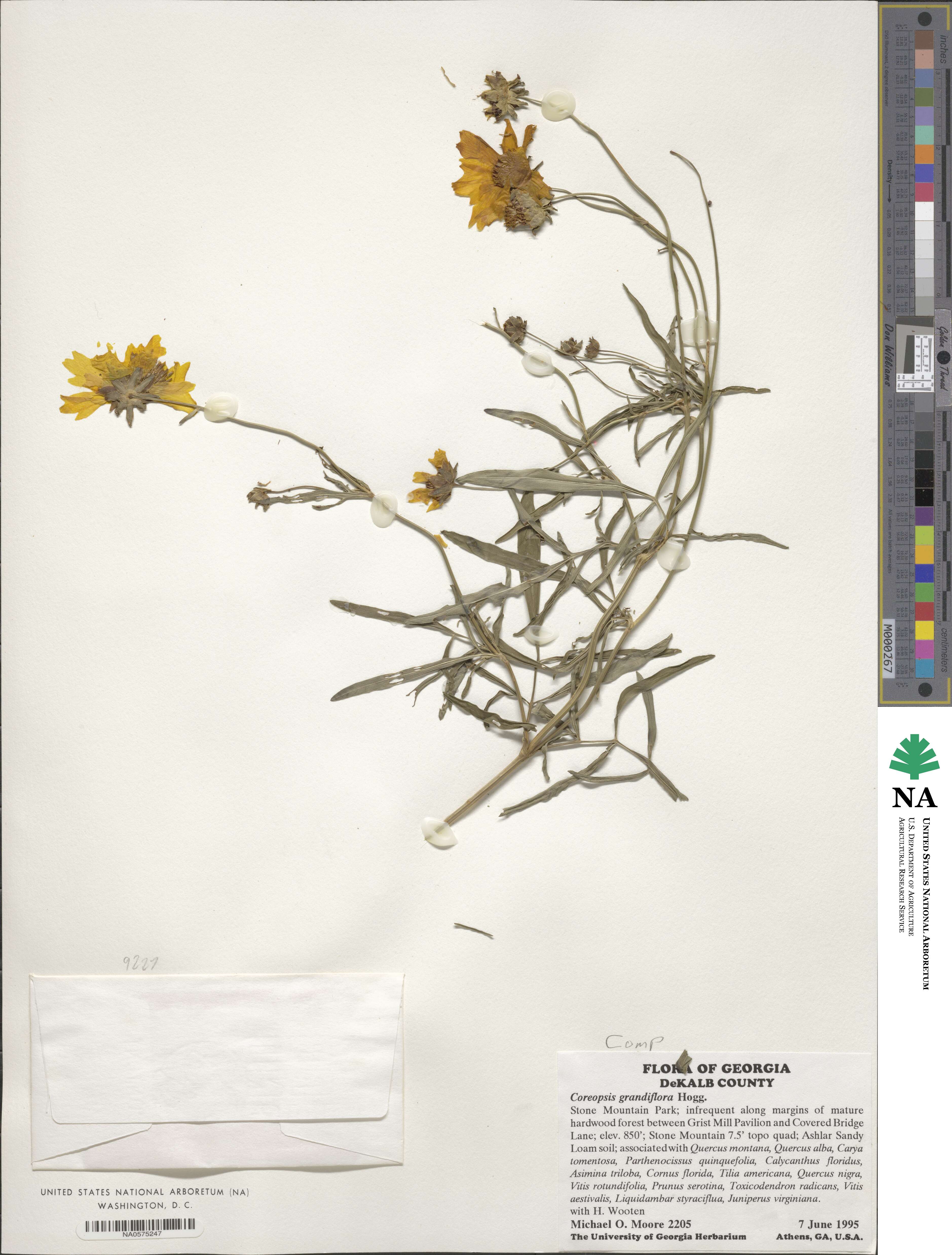 Coreopsis grandiflora image