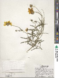 Coreopsis grandiflora image