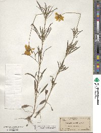 Coreopsis grandiflora image