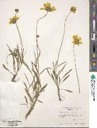 Coreopsis grandiflora image