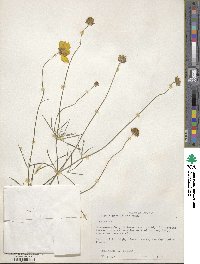 Coreopsis grandiflora image