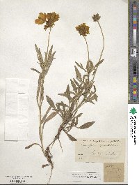 Coreopsis grandiflora image