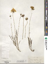 Coreopsis grandiflora image