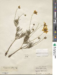 Coreopsis grandiflora image