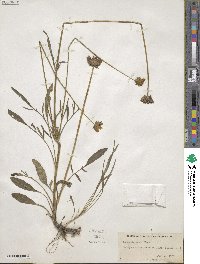 Coreopsis grandiflora image