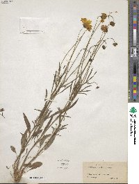 Coreopsis grandiflora image