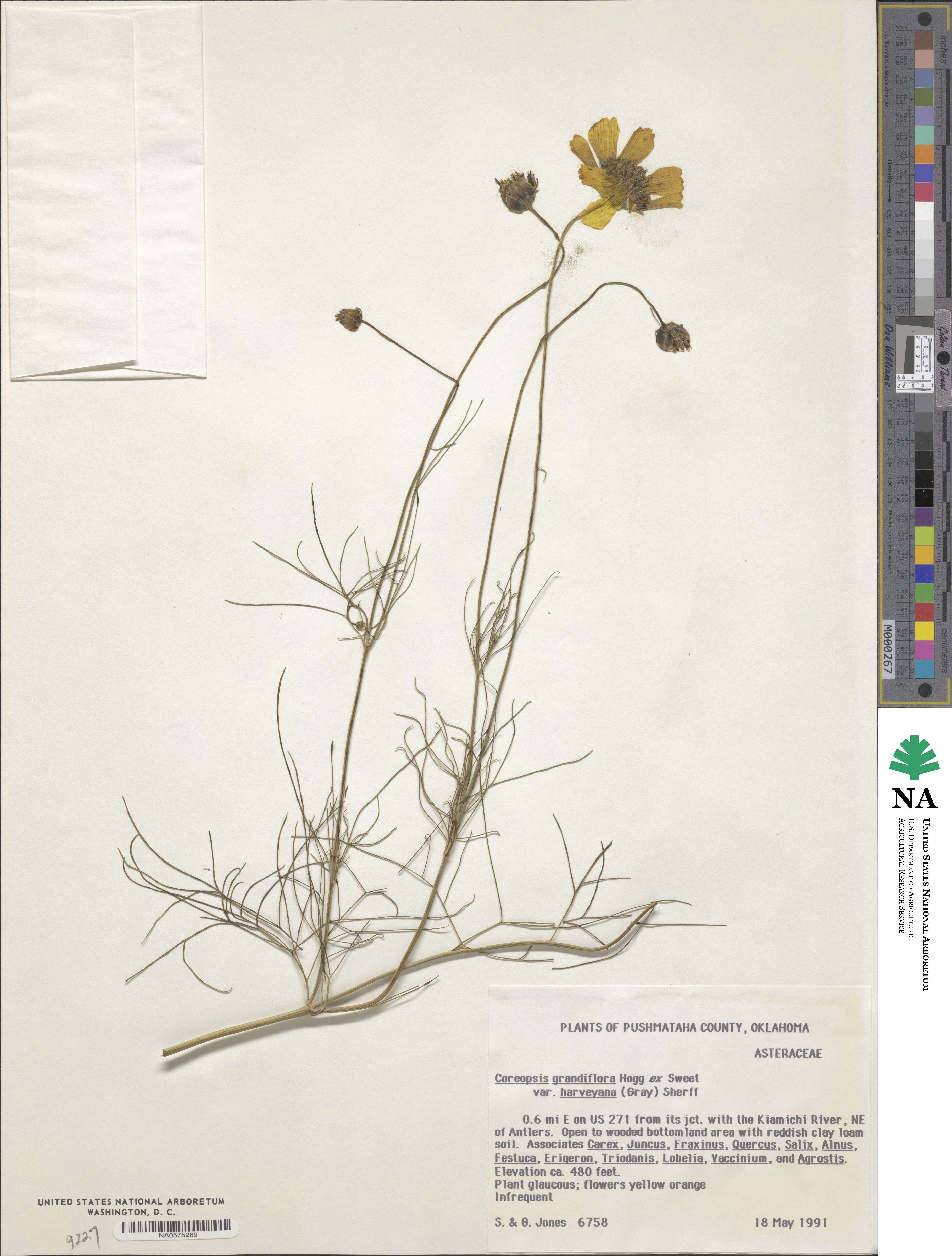 Coreopsis grandiflora image