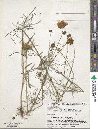 Coreopsis grandiflora image