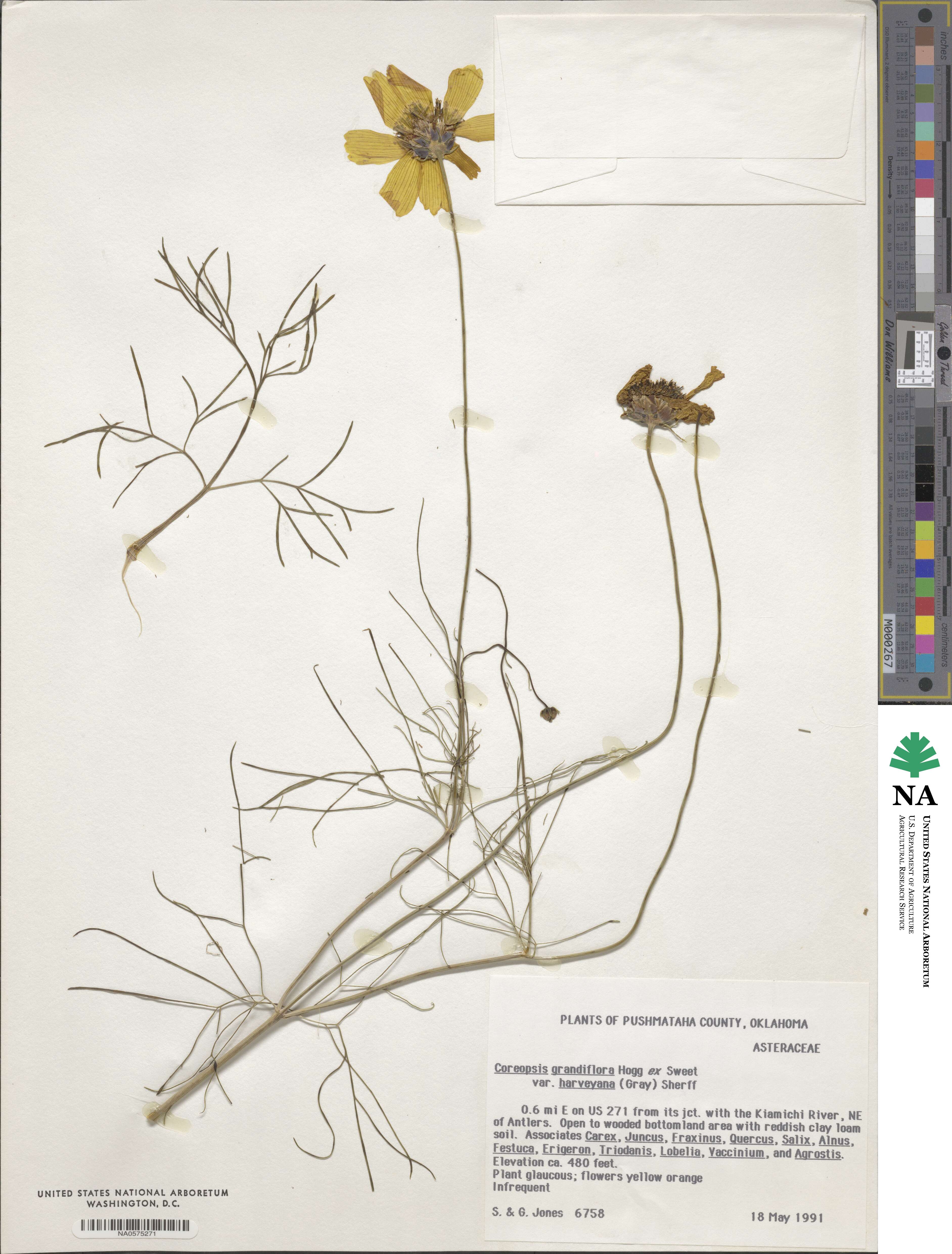 Coreopsis grandiflora image