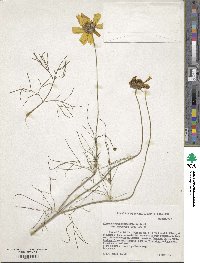 Coreopsis grandiflora image