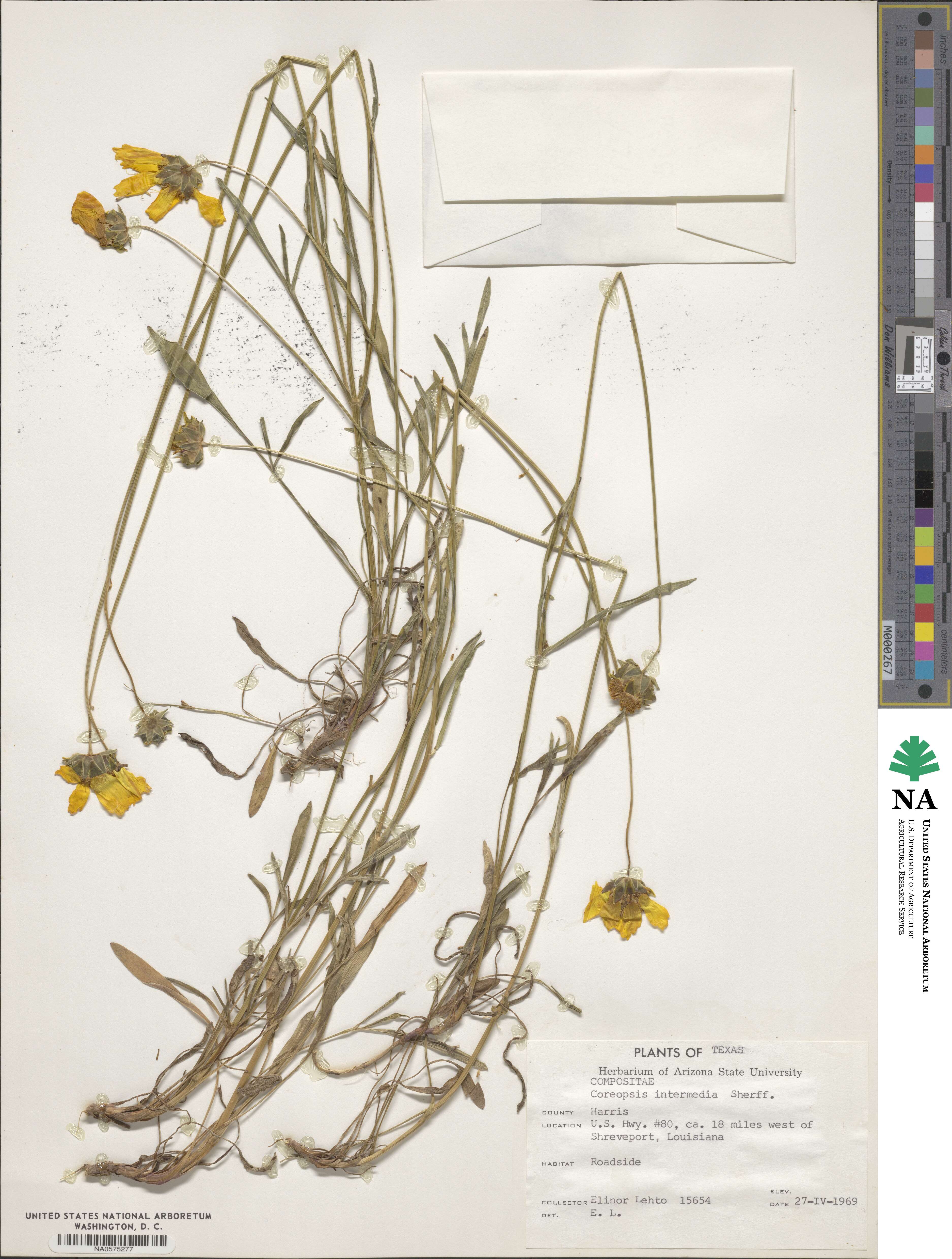 Coreopsis intermedia image