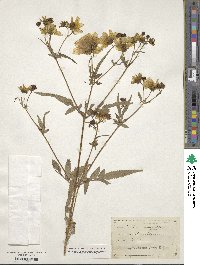 Image of Coreopsis involucrata