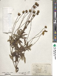 Coreopsis lanceolata image