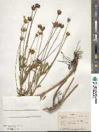 Coreopsis lanceolata image