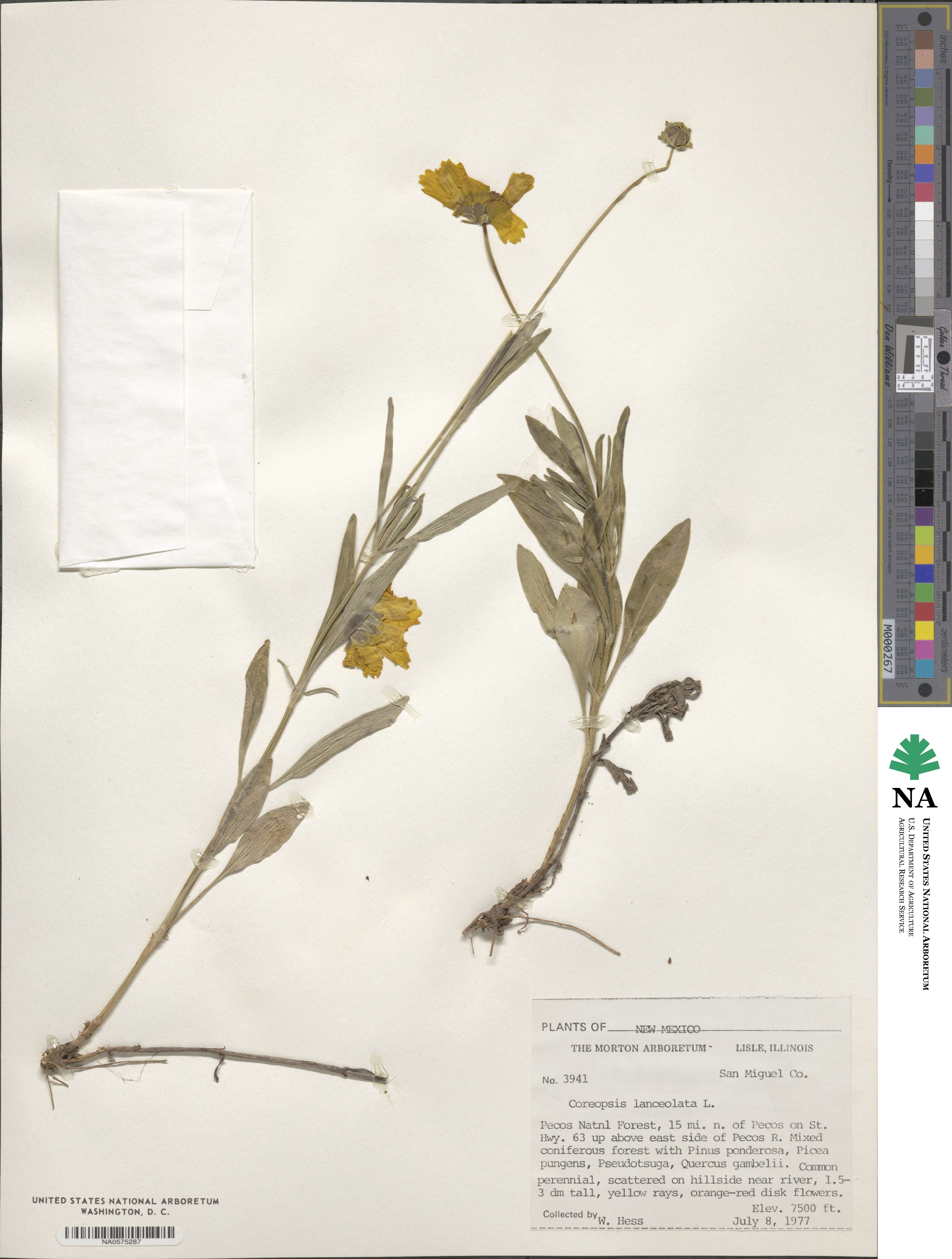 Coreopsis lanceolata image