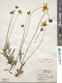 Coreopsis lanceolata image