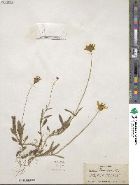 Coreopsis lanceolata image