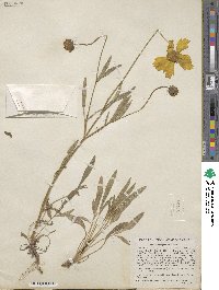 Coreopsis lanceolata image