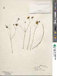 Coreopsis leavenworthii image