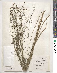 Coreopsis leavenworthii image