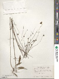 Coreopsis leavenworthii image