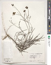 Coreopsis leavenworthii image