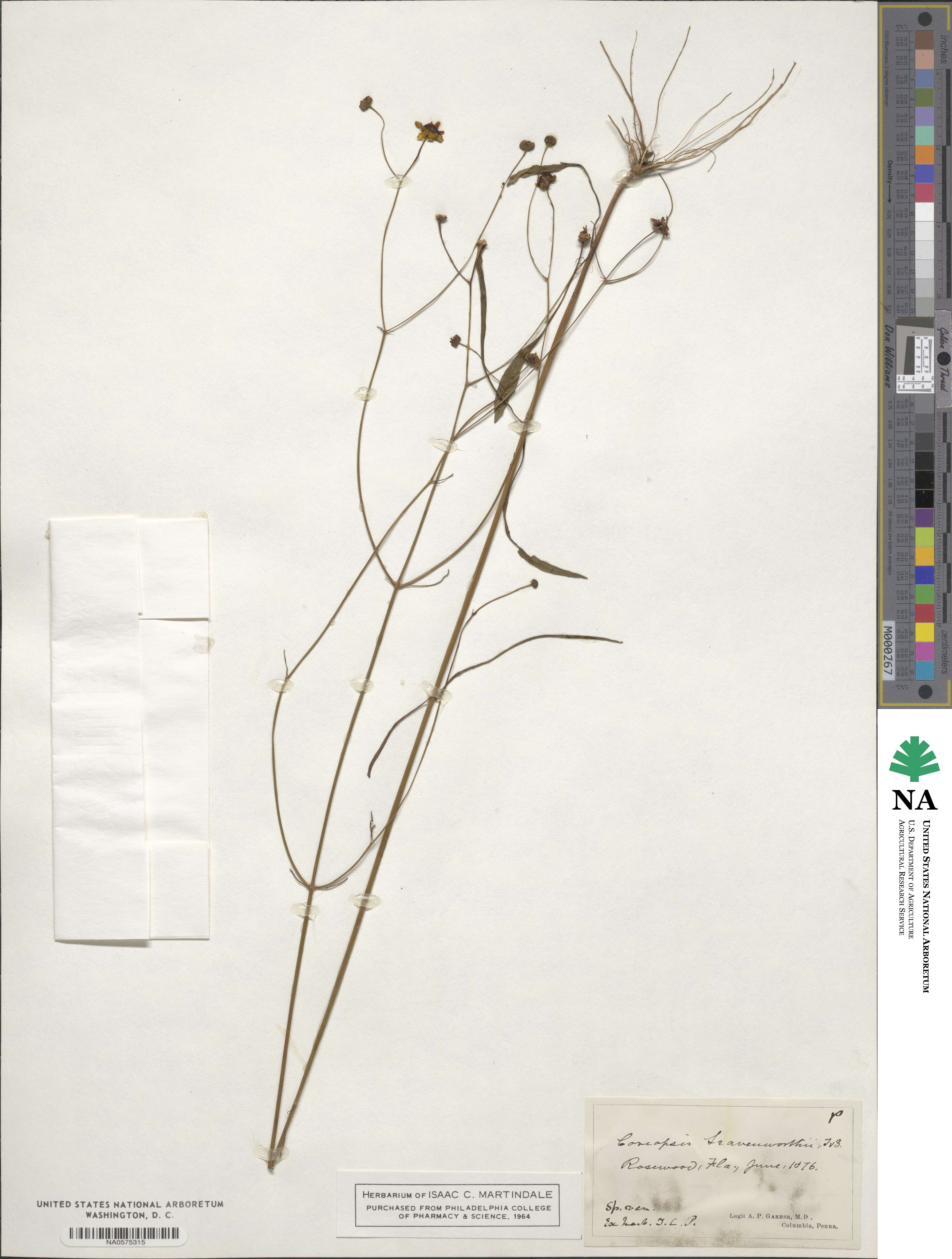 Coreopsis leavenworthii image