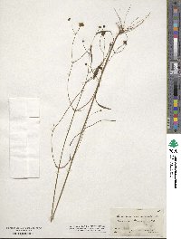 Coreopsis leavenworthii image