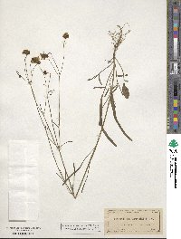 Coreopsis leavenworthii image