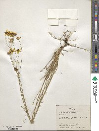 Coreopsis leavenworthii image