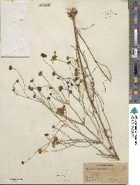 Coreopsis leavenworthii image