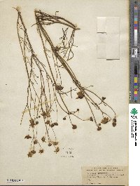 Coreopsis leavenworthii image