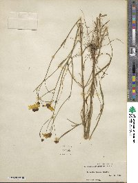 Coreopsis leavenworthii image