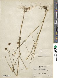 Coreopsis leavenworthii image