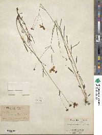 Coreopsis leavenworthii image