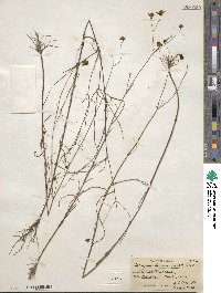 Coreopsis leavenworthii image