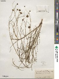 Coreopsis leavenworthii image