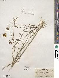 Coreopsis leavenworthii image