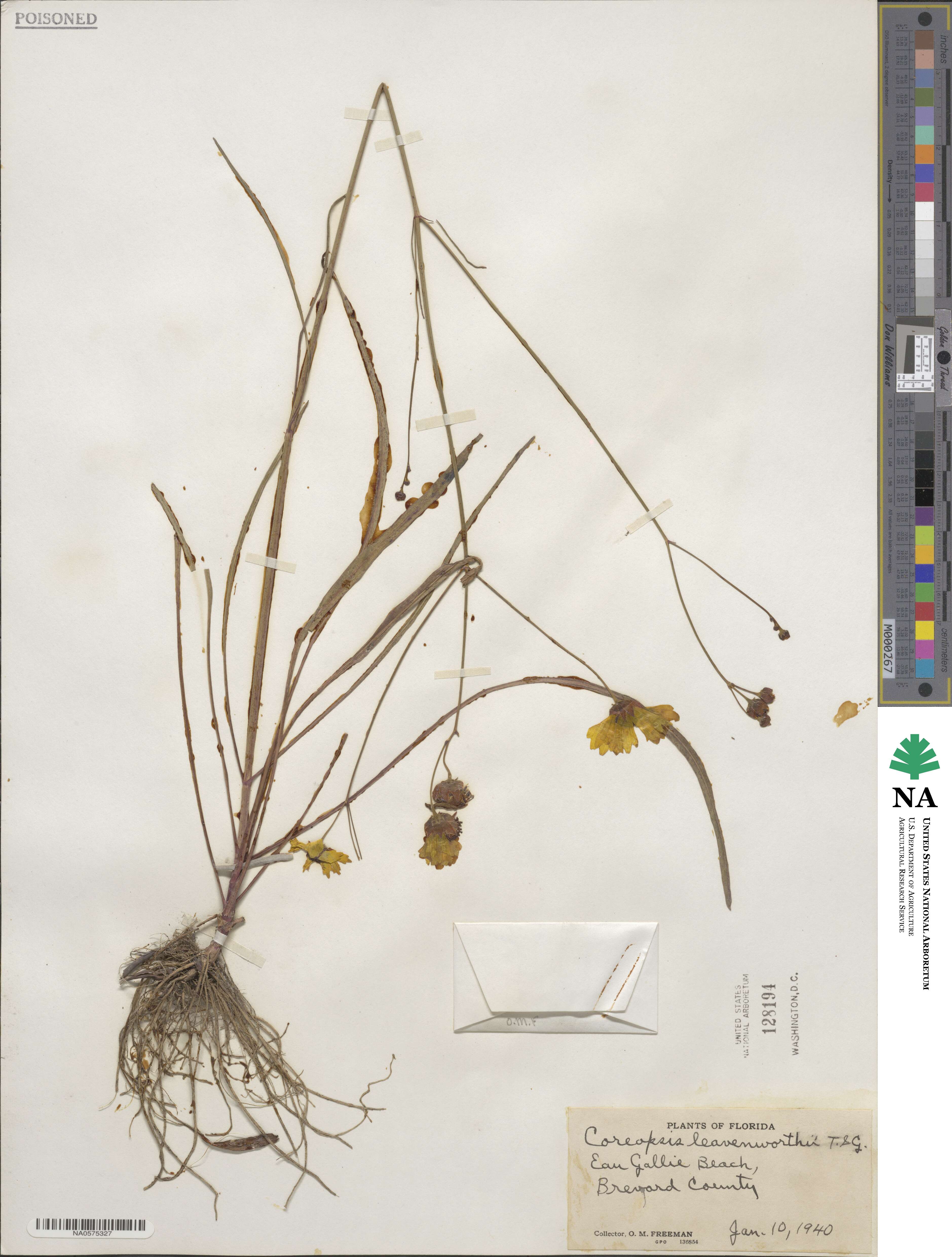 Coreopsis leavenworthii image