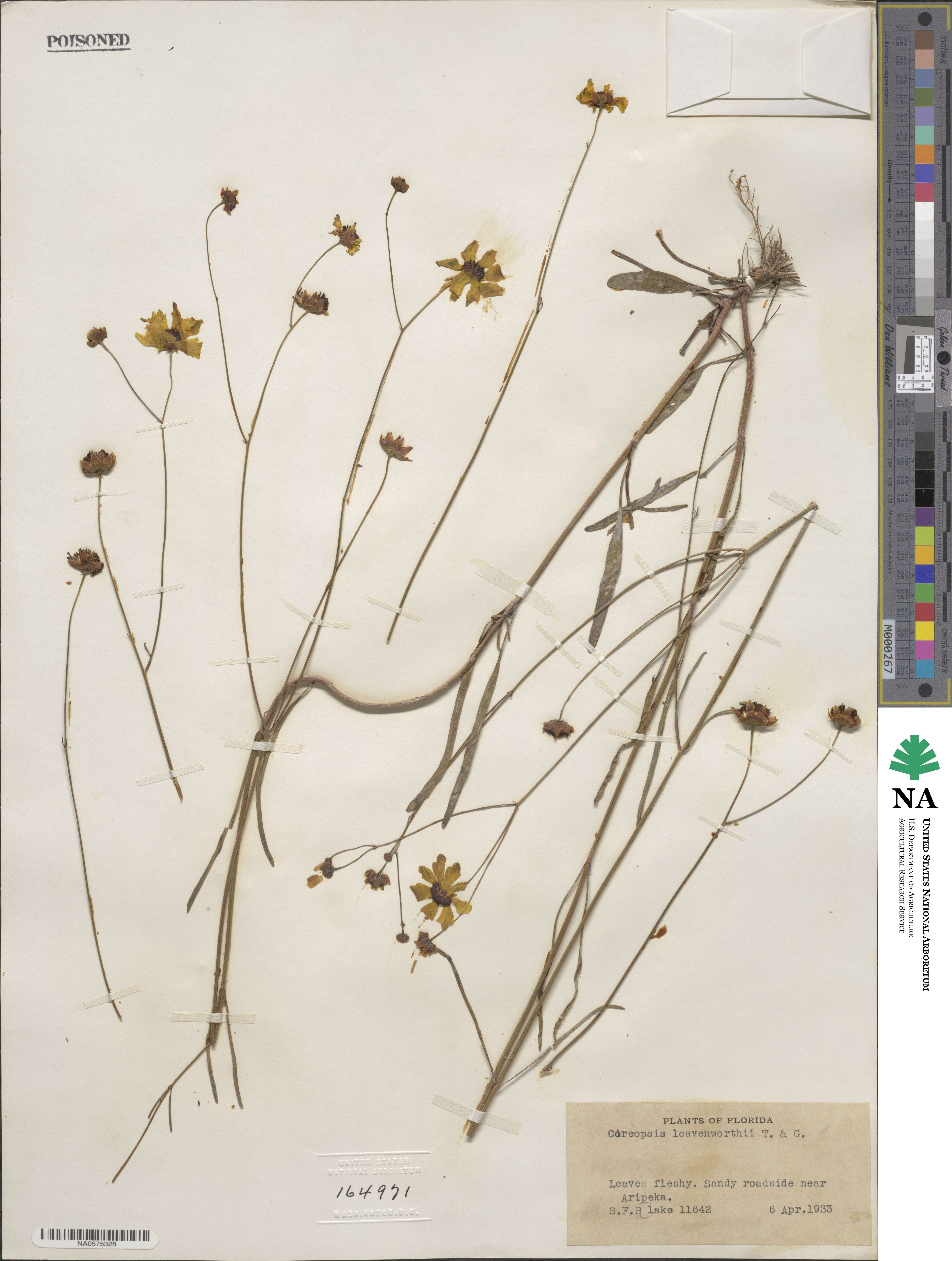 Coreopsis leavenworthii image