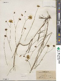 Coreopsis leavenworthii image