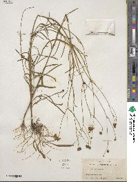 Coreopsis leavenworthii image